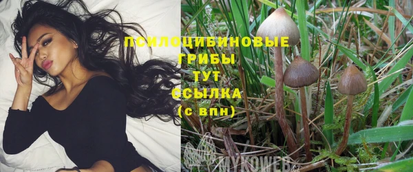 прущие грибы Гусев